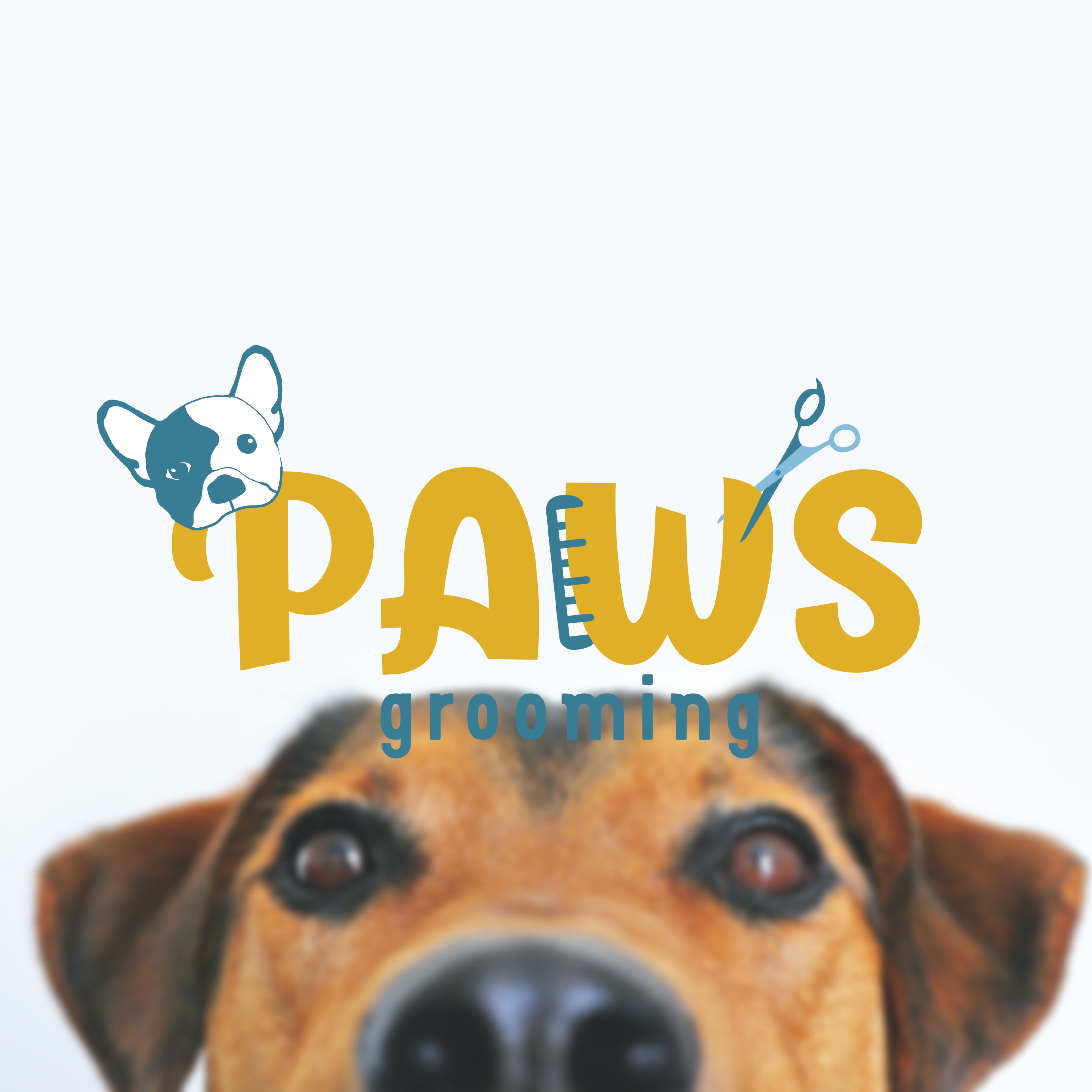 Paws Grooming – brand intro